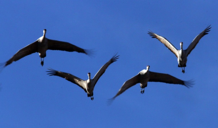 Sandhill Crane migration